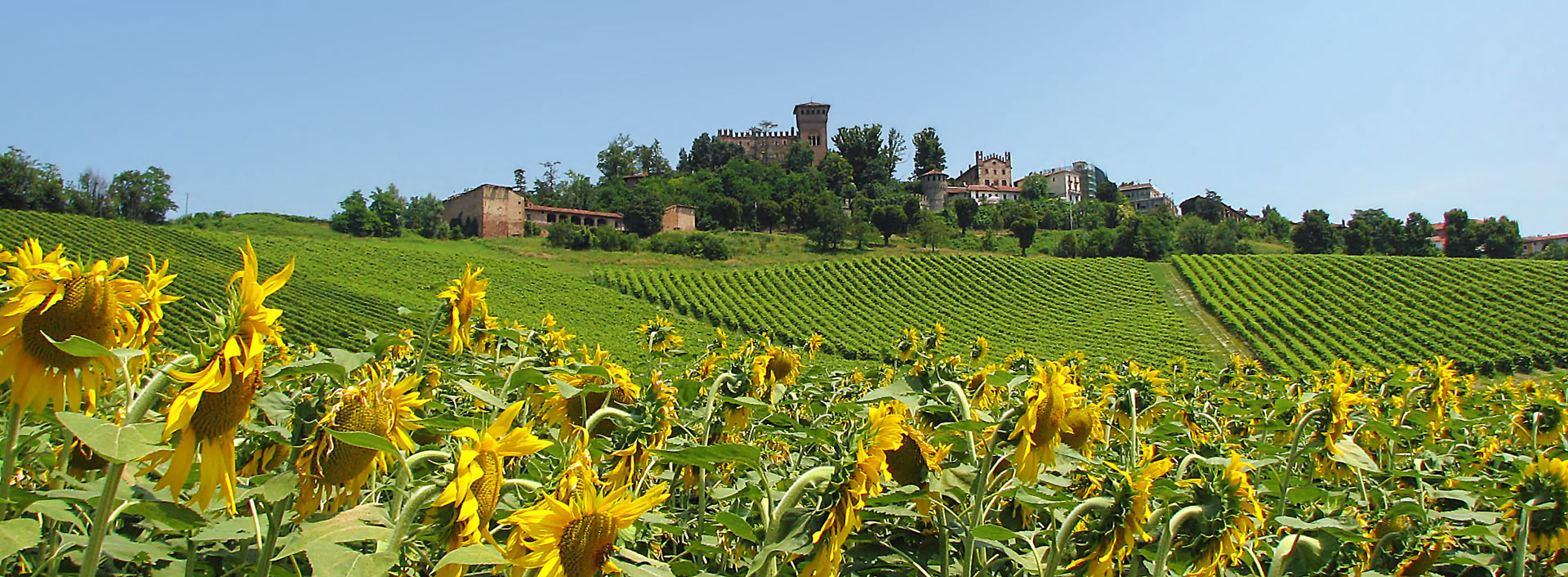 Foto del terroir con campi di girasoli del Castello di Gabiano