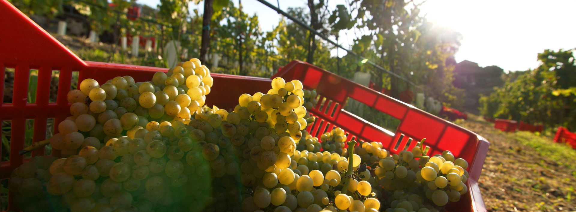 Basket of grapes from the vines of the Castello di Gabiano